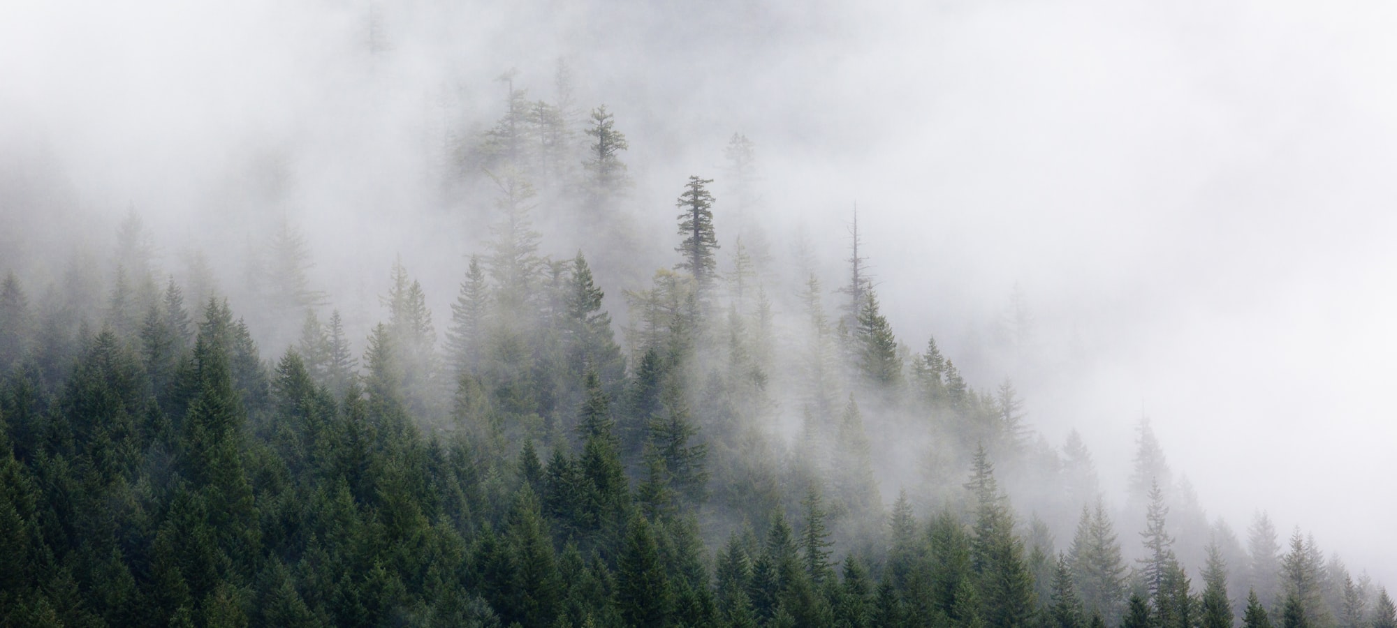 Morning mist drifting through an evergreen treeline