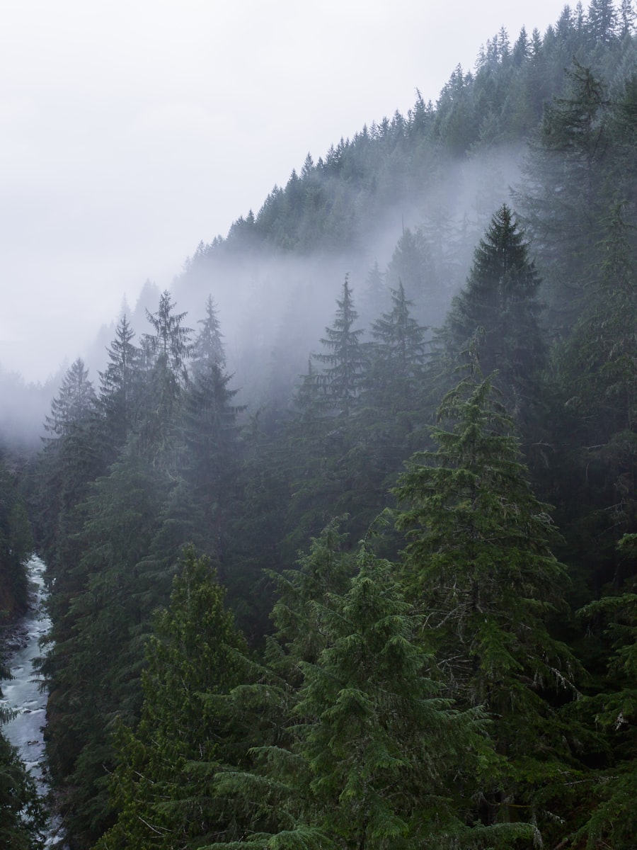 A river winding through a misty evergreen valley in the Pacific Northwest